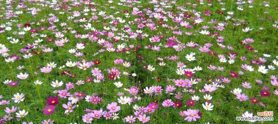 针垫花 解读针垫花的花语与养护技巧