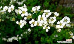 传承千年的花语之谜 探秘珍珠绣线菊花语的魅力