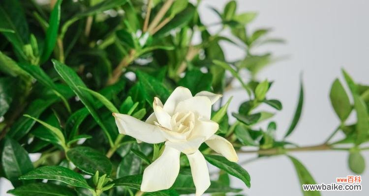 栀子花的花语及其象征意义 栀子花的花语之美丽与坚韧