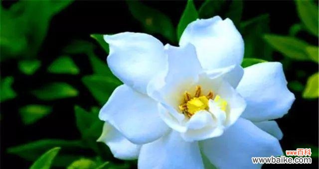 栀子花的神秘花语及其美丽意义 栀子花之真正花语