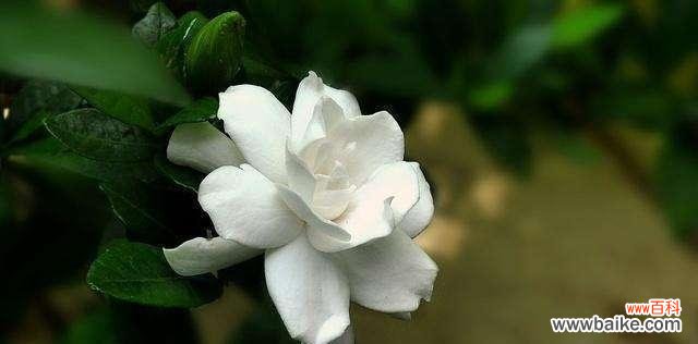 揭秘栀子花的浪漫语言 解读栀子花的花语