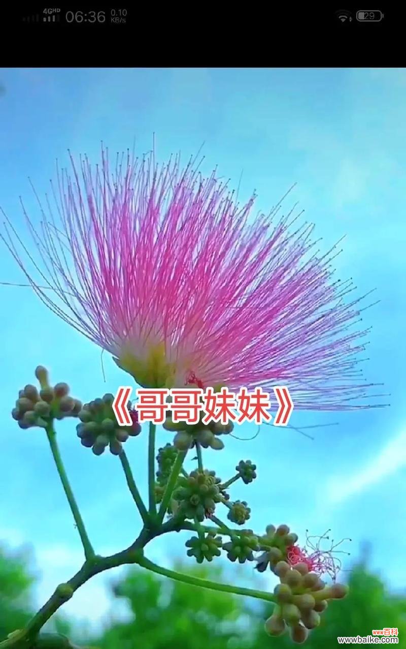 合欢花的花语有哪些含义？