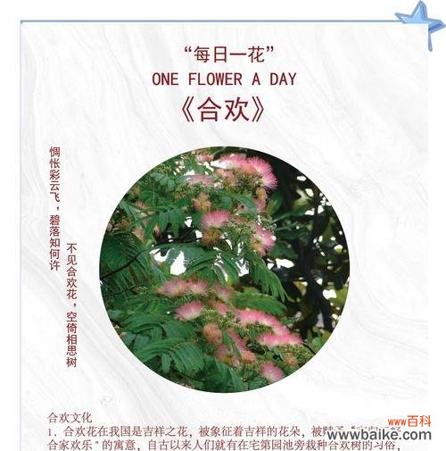 合欢花的花语有哪些含义？