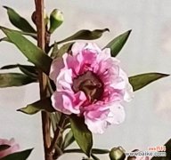 奥洲茶树的花语能传达什么信息？