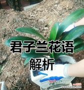君子兰的花语代表什么？