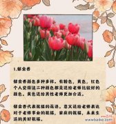 什么话的花语是给你自由？这种花语表达了哪种情感？