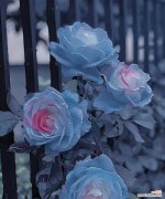 蓝色玫瑰花语有何特别之处？花语中传递了哪些情感？