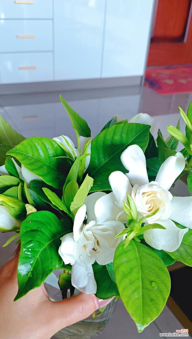 哪种花语代表坚强不惜？