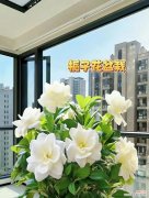 哪种花语代表坚强不惜？