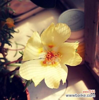 揭示以太阳花花语的深层含义与传承 以太阳花花语的意义与传统文化