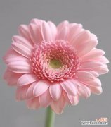 揭示以太阳花花语的深层含义与传承 以太阳花花语的意义与传统文化