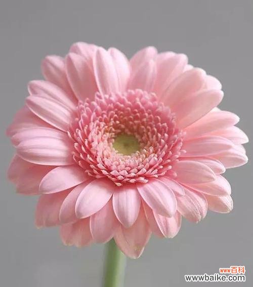 揭示以太阳花花语的深层含义与传承 以太阳花花语的意义与传统文化