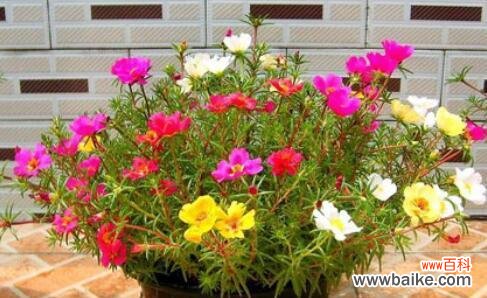 揭示以太阳花花语的深层含义与传承 以太阳花花语的意义与传统文化