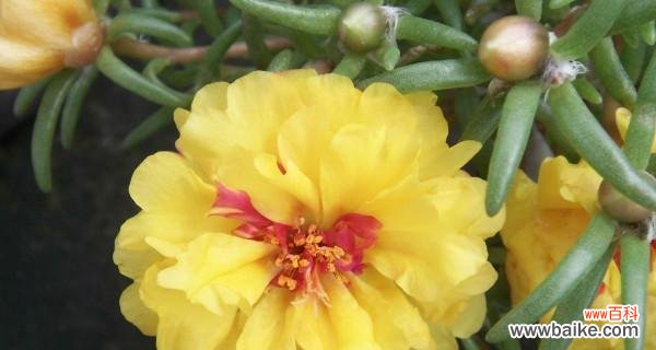 透过花语感受以太阳花的力量 以太阳花花语的美妙意义