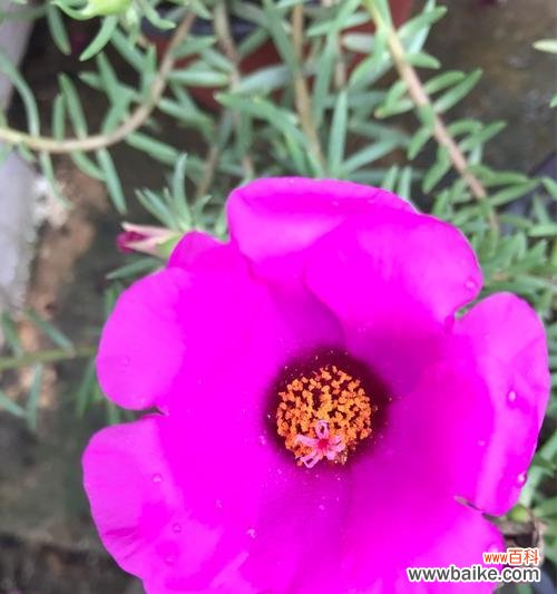 透过花语感受以太阳花的力量 以太阳花花语的美妙意义