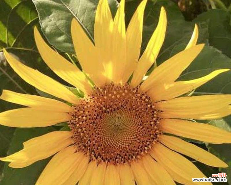 透过花语感受以太阳花的力量 以太阳花花语的美妙意义