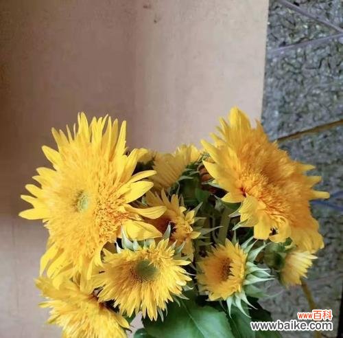 传递爱与勇气的独特语言 以太阳花花语的意义