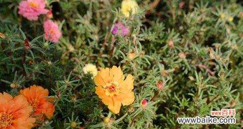 以太阳花的鲜艳和坚韧带给人们无尽的力量与希望 以太阳花的寓意与象征意义