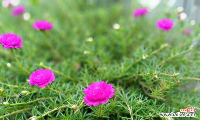 以太阳花的鲜艳和坚韧带给人们无尽的力量与希望 以太阳花的寓意与象征意义