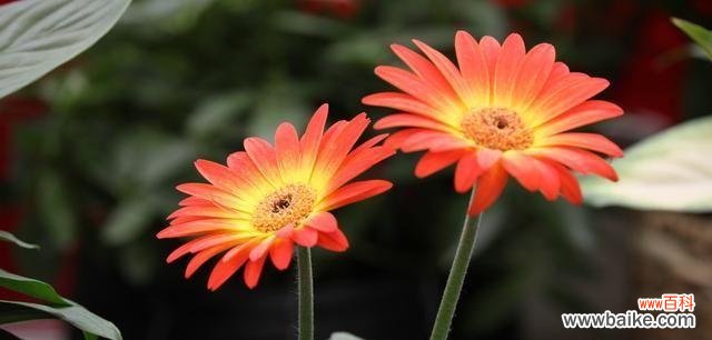 探索太阳花背后的象征意义与人生启示 以太阳花——寓意与感悟