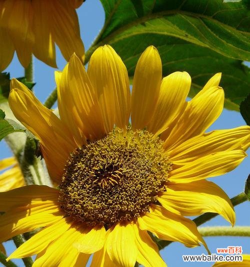 探索太阳花背后的象征意义与人生启示 以太阳花——寓意与感悟