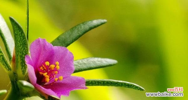 探索太阳花背后的象征意义与人生启示 以太阳花——寓意与感悟