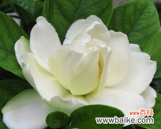 揭开栀子花的芬芳秘密 栀子花的象征与意义