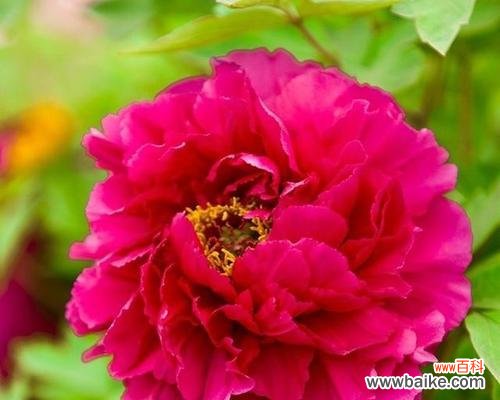 揭示中国国花牡丹的瑰丽魅力与深远影响 牡丹的象征意义与文化价值