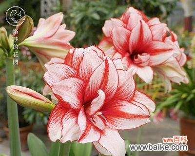 了解朱顶红风水的吉祥象征与应用 探寻朱顶红风水的寓意