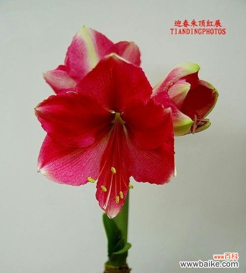 解读朱顶红花的寓意与象征 朱顶红花语之美——浓情如火,寓意吉祥