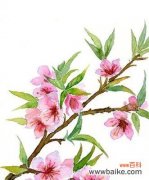 探寻竹夹桃花所传递的情感与希望 竹夹桃花的花语与意义