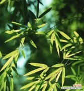 探索竹子的神秘魅力与传承之美 竹子的特点和象征意义