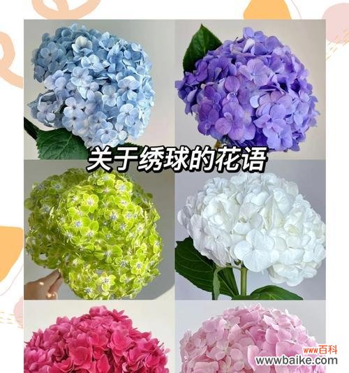 为什么花的花语都是爱情?花语背后隐藏着哪些情感秘密?
