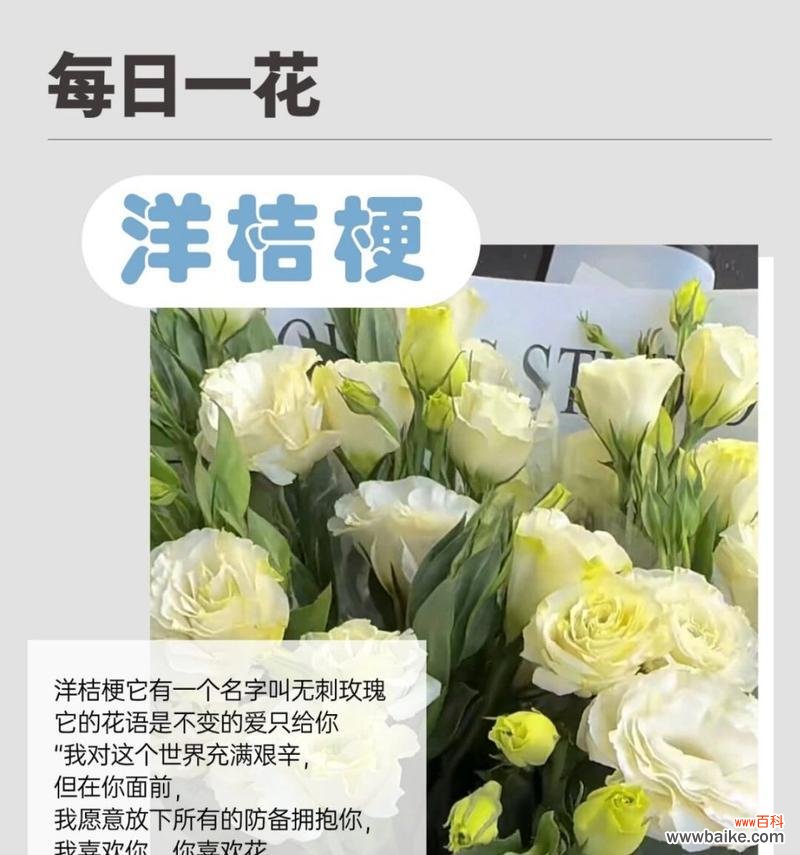 多瓣洋桔梗的花语代表什么含义?