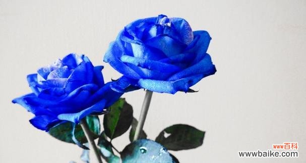 晚安在花语中代表什么？哪种花的花语是晚安？