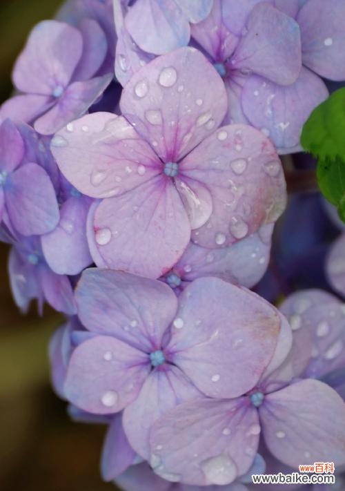 晚安在花语中代表什么？哪种花的花语是晚安？