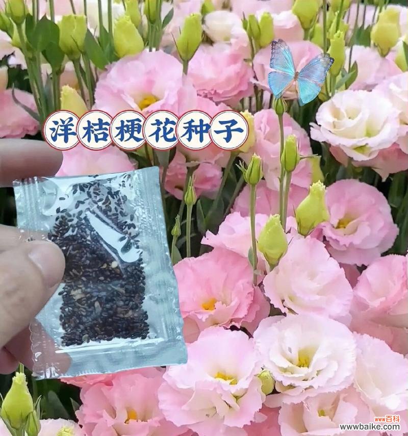8月17日的花是什么？花语有哪些含义？