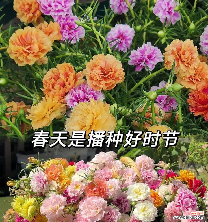 8月17日的花是什么？花语有哪些含义？