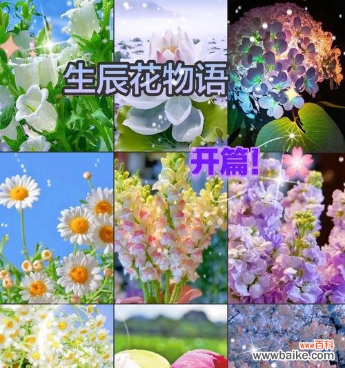 8月17日的花是什么？花语有哪些含义？