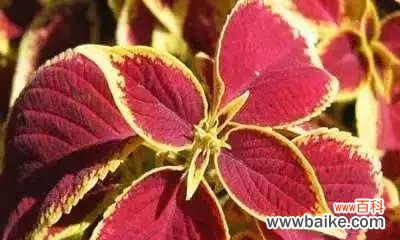 霸王芋的花语是什么?这种植物的花语有何特别之处?