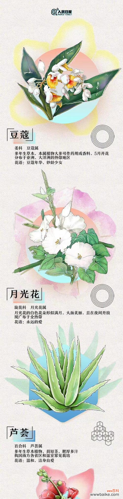 浪漫有趣花语的含义是什么？