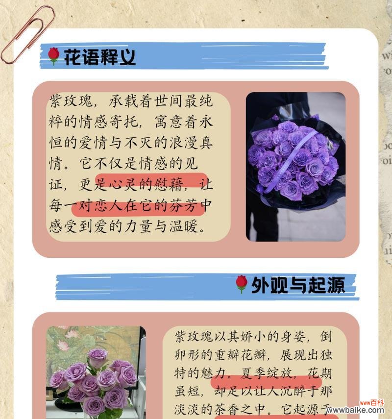 浪漫有趣花语的含义是什么？
