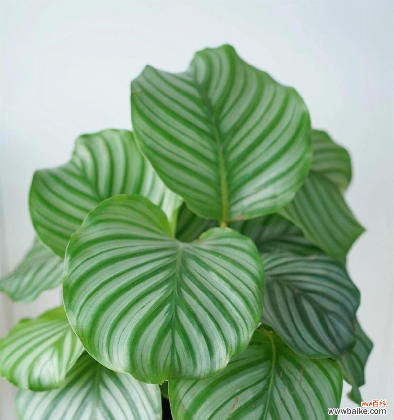 橡皮树造型的花语是什么？它象征着什么？