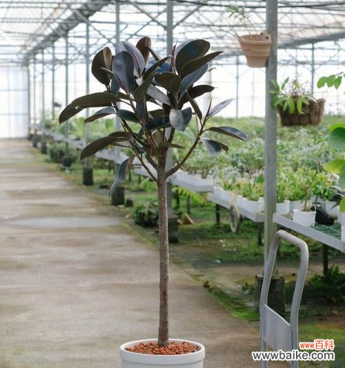 橡皮树造型的花语是什么？它象征着什么？