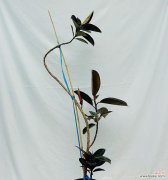 橡皮树造型的花语是什么？它象征着什么？