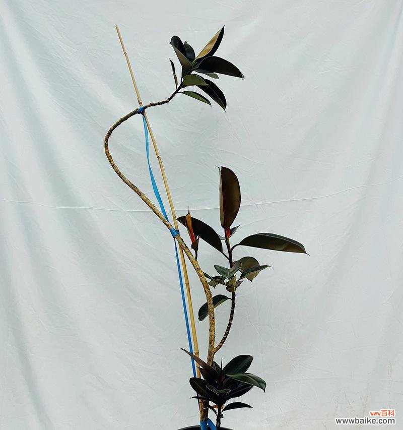 橡皮树造型的花语是什么？它象征着什么？