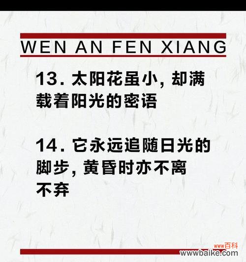 太阳花友情的花语是什么？太阳花代表友情吗？