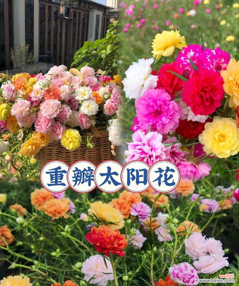太阳花友情的花语是什么？太阳花代表友情吗？