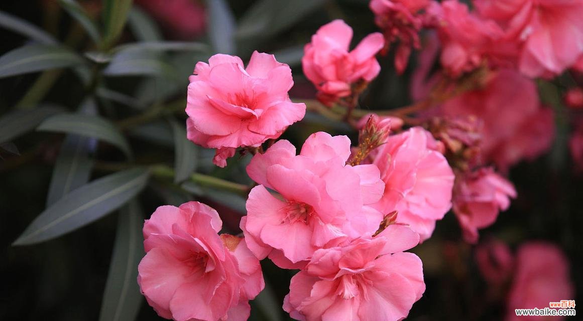 粉色安娜的花语代表什么？