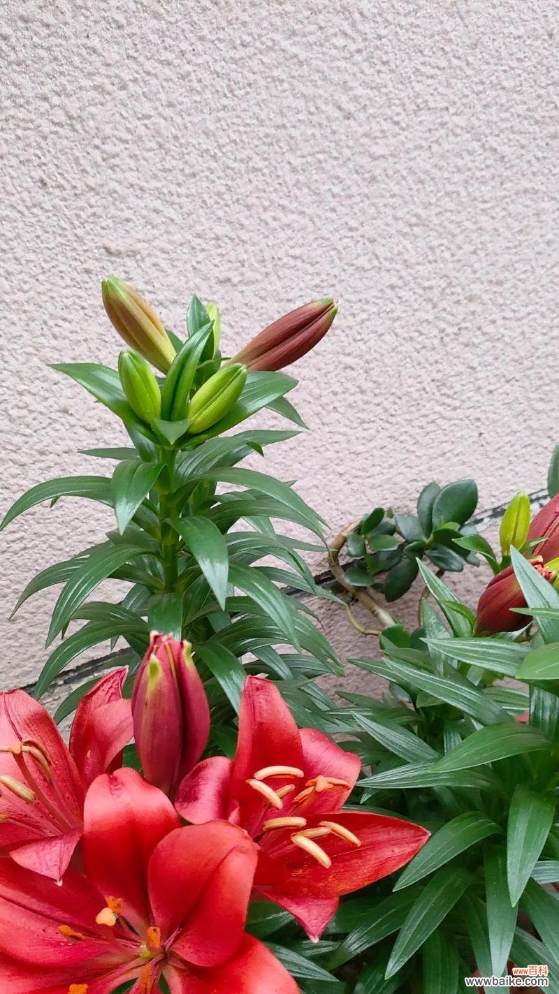 粉百合代表的花语含义是什么？